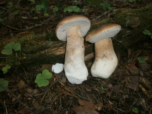 Белые грибы в Спб. от Грибомана