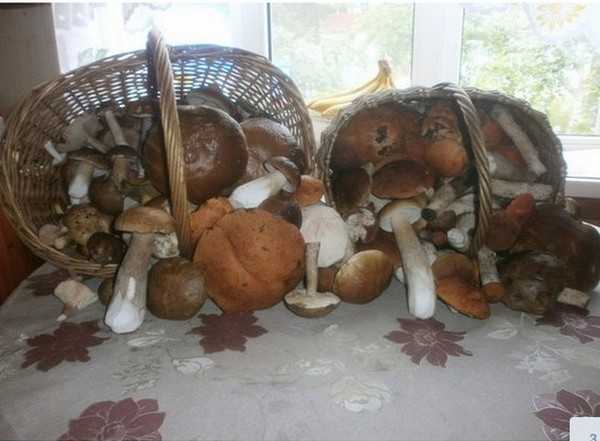 Грибоман- продажа сушеных грибов подосиновиков в Спб. 